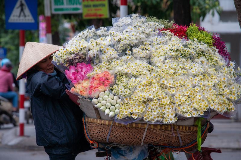 Stagione dei fiori ad Hanoi 