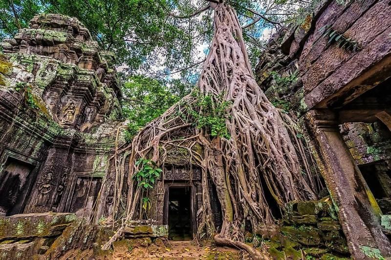 Tempio Ta Prohm Cambogia (Fonte: Phuotvivu)