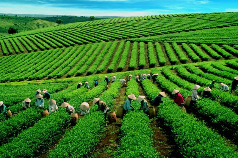 collina del tè di cau dat - una meta perfetta per chi cerca paesaggi naturali mozzafiato e un’esperienza autentica (fonte lamdong.city)