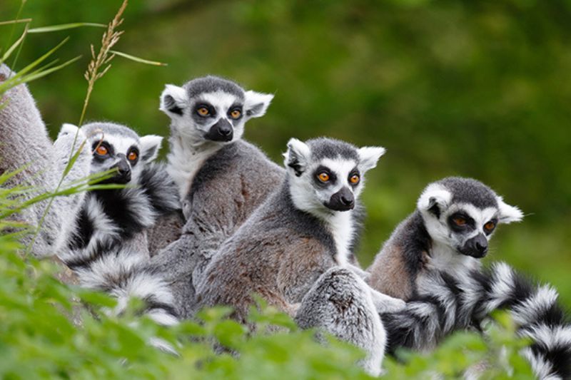 il parco nazionale di phu quoc è anche l’habitat di molte specie animali elencate nel libro rosso
