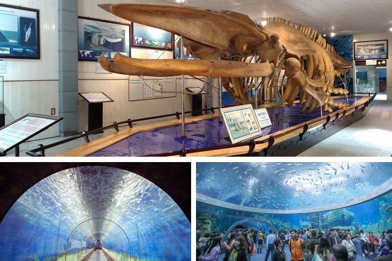 museo di oceanografico - uno dei centri di ricerca e conservazione della vita marina più grandi del sud-est asiatico