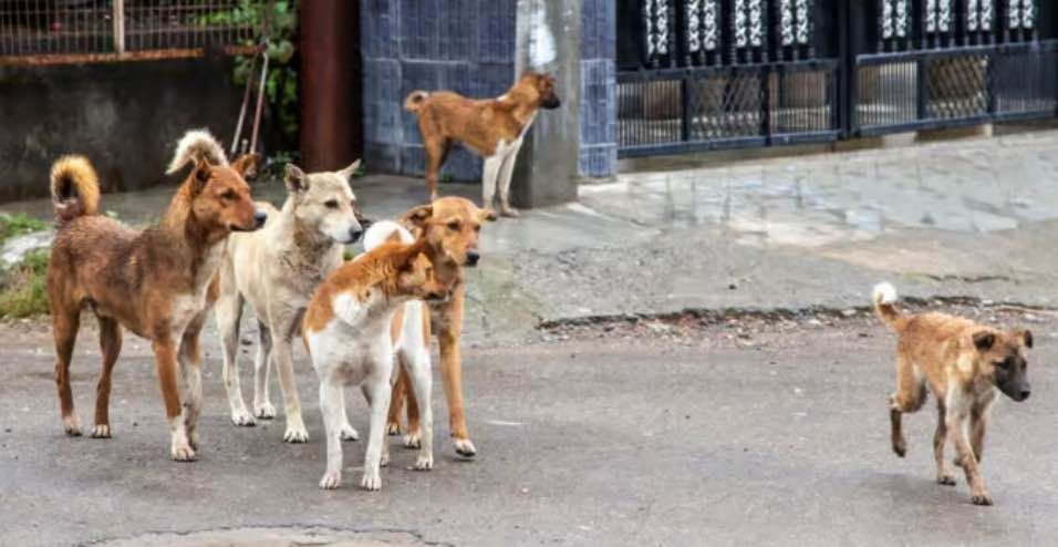Cani e gatti randagi: animali Vietnam potenzialmente pericolosi (fonte: Internet)