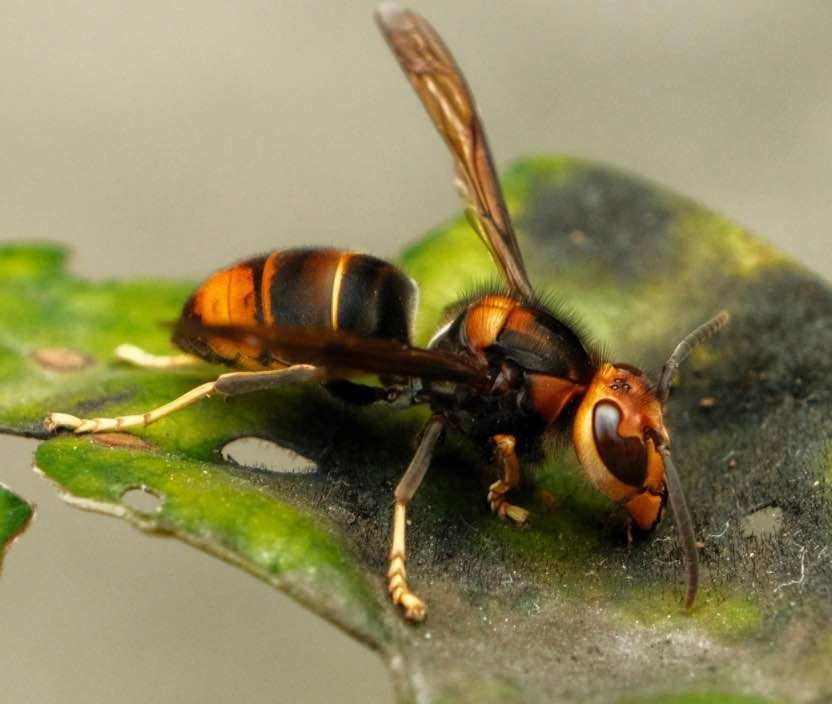 Api giganti asiatiche - una di animali vietnam pericolosi 