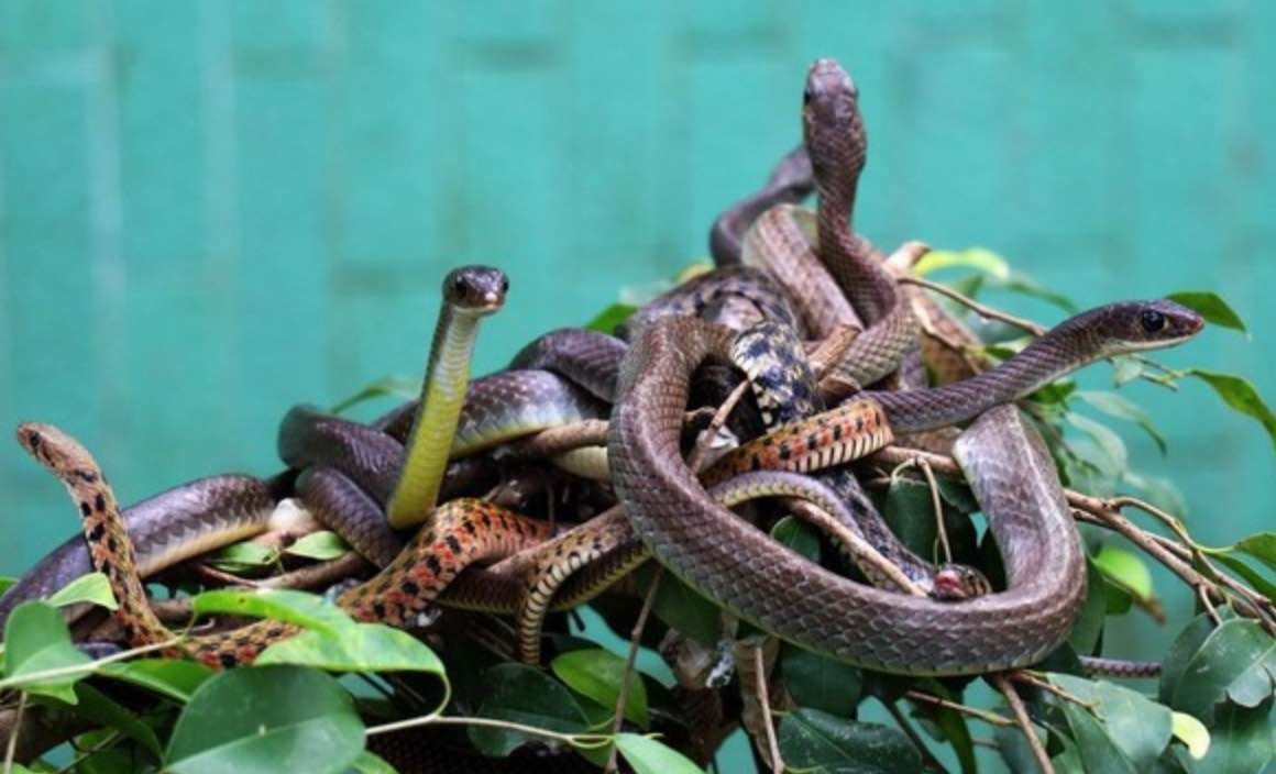 I serpenti in Vietnam: tra gli animali Vietnam più pericolosi