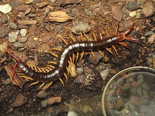 Scolopendra gigante - e` una di animali vietnam pericolosi (fonte:vietnamitawikipedia.org)